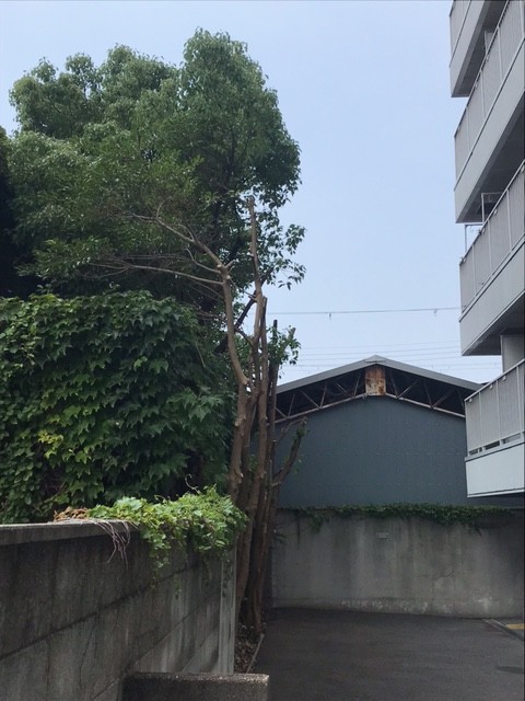 高い木の伐採です　大阪市東住吉区