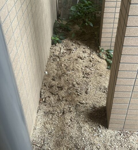 マンション敷地内の猫のフンを清掃し、再発防止のための対策を行うスタッフの様子（大阪市福島区）