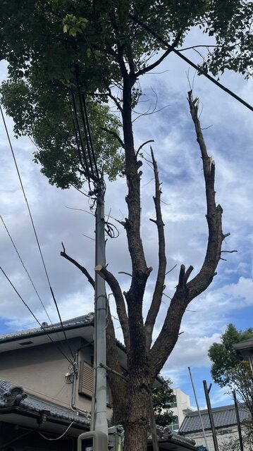 大阪市生野区で3階建てほどの高さまで成長した高木を安全に伐採している作業風景